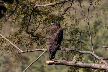 Serpent eagle