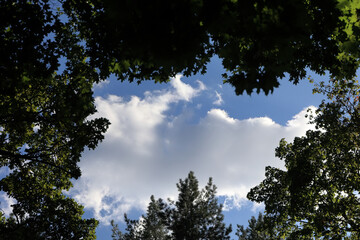 Trees Framing Blue Sky With White Clouds In Forest.