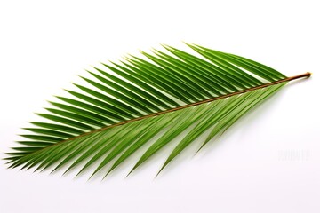 Obraz premium Single Palm Leaf on White Background