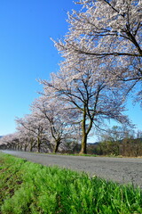 胎内市夏井の桜並木（新潟県）