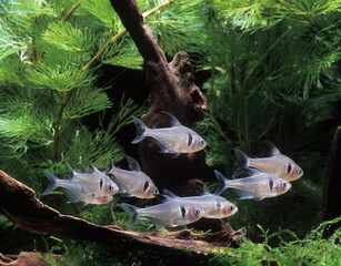 Poisson d'aquarium .