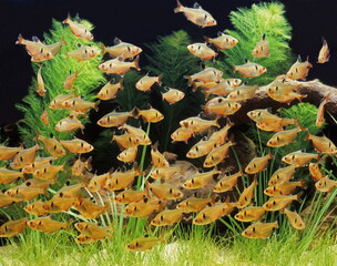 Poisson d'aquarium .