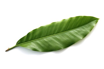 Obraz premium Single Green Leaf Isolated on White