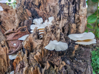 Oyster mushrooms grow wild on dead mango logs