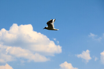 Seagull Flying In Blue Sky With White Clouds.