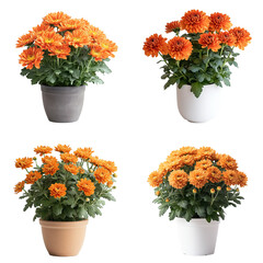 Vibrant Orange Chrysanthemum in Minimalist Pot