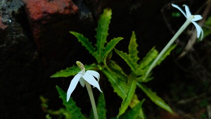 White Kitolod flowers growing on the edge of the house