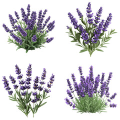 Fototapeta premium Blooming Lavender Plant on White Background 