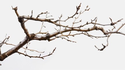 dry branches on a white background.