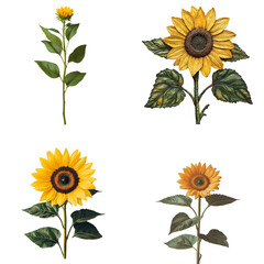 Single Sunflower Blooming Against White Background