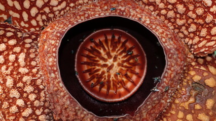 The Rafflesia is a genus of flowering plants known for producing the largest individual flowers on...