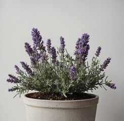 Fototapeta premium A potted lavender plant with flowers and leaves visible against white.