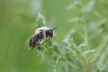 Selective focus closeup on a female Grey-backed mining bee, Andrena vaga on a thistle leaf in the fall