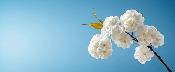 Delicate white blossoms on a branch against a clear blue sky.