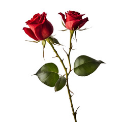 Fototapeta premium Two beautiful red roses blooming on a single stem