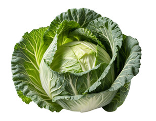 Fototapeta premium Fresh Green Cabbage Isolated on Transparent PNG Background.