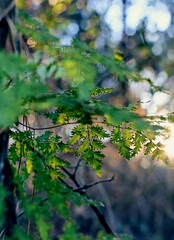 autumn leaves in the forest