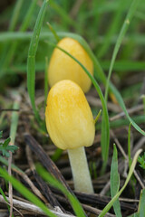 Closeup on a yellow emerging sunny side up mushroom, Bolbitius titubans growing in the meadow