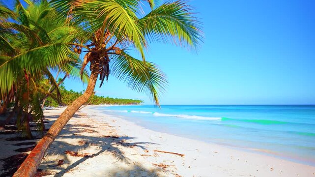 Palm beach and tropical sea on a sunny day. Beautiful view of the beach nature of the Seychelles. Exotic sea coast landscape with white sand and blue sky. Luxury resort background for summer vacation.