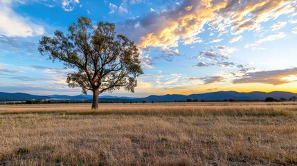 Fototapeta premium Majestic Lone Tree Silhouette at Breathtaking Sunset in Serene Countryside Landscape