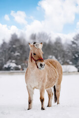 Wild horse in snowy forest and blue sky