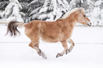 A horse gallops across a snowy paddock