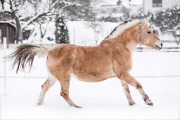 A horse gallops across a snowy paddock