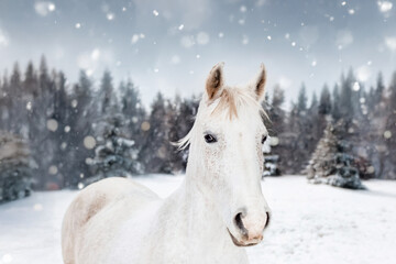 White horse against the background of a snowy forest