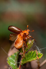 A close-up of a May beetle perched on fresh green leaves, its glossy brown shell shining under soft natural light. 