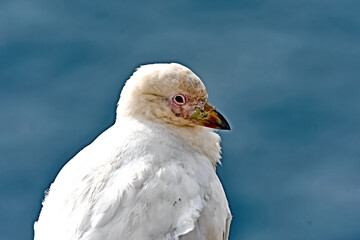 Close-up of a snowy sheathbill, Chionis albus, also known as the greater sheathbill, pale-faced sheathbill, and paddy. It is one of two species of sheathbill.