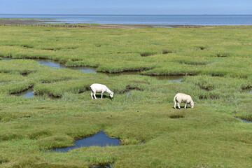 Schafe auf einer Salzwiese an der Nordsee