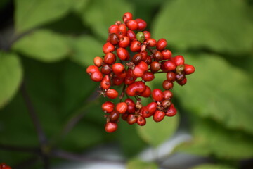 Fruit Red-28