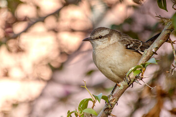 Bird perched on a branch
