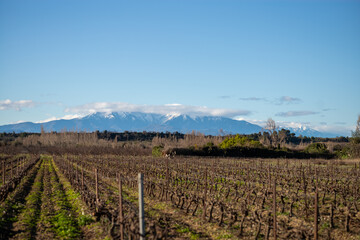 vineyard in autumn