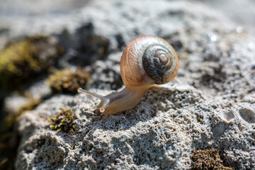 Close-up of a snail in the wild, showing its shell and texture in harmony with the surrounding greenery.