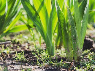 Fototapeta premium A close-up of fresh sprouts, brightly illuminated by the sun's rays, symbolizes hope and the new life cycle of nature