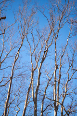 tree branches against blue sky