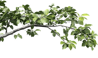 falling green leaves isolated on white background, cutout png