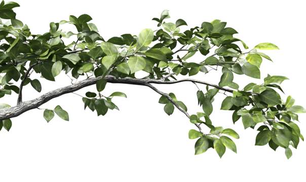 falling green leaves isolated on white background, cutout png