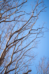 branches against blue sky