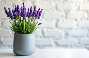 Gardinen Purple lavender flowers grow in gray ceramic pot. Pot sits on white table in front of white brick wall. Simple, elegant indoor plant decor. Lovely flora for home office interior. Suitable for home © Pete