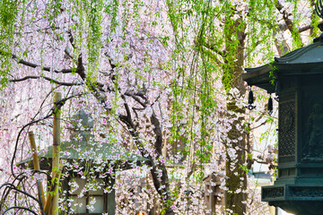 京都 頂法寺 六角堂の美しい枝垂れ桜と柳（日本京都府京都市）Beautiful weeping cherry blossoms and willows at Rokkakudo Temple（Kyoto City, Kyoto Prefecture, Japan） © Manuela