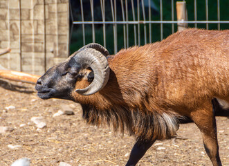 Young ram close up on a farm