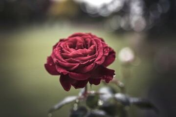 A single, dark red rose with water droplets, delicately displayed against a blurred green background.