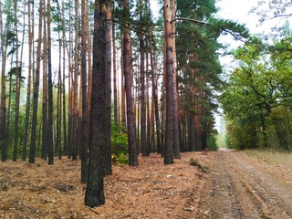 Overview of the forest with trees around and a path in the right. Forest with a path in the right. Overview of the forest