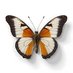 Fototapeta premium Butterfly with Stunning Color Combinations on a White Background