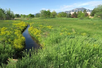 Spring prairie and creek flow, Boulder, Colorado