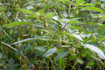 The wild plant Physalis angulata is an alternative herbal medicine. Ciplukan