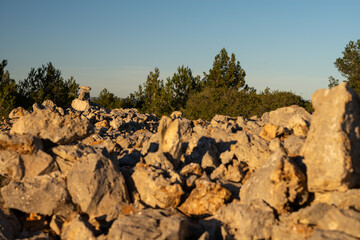 Obraz premium trees in the mountains
