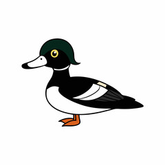 duck on white background